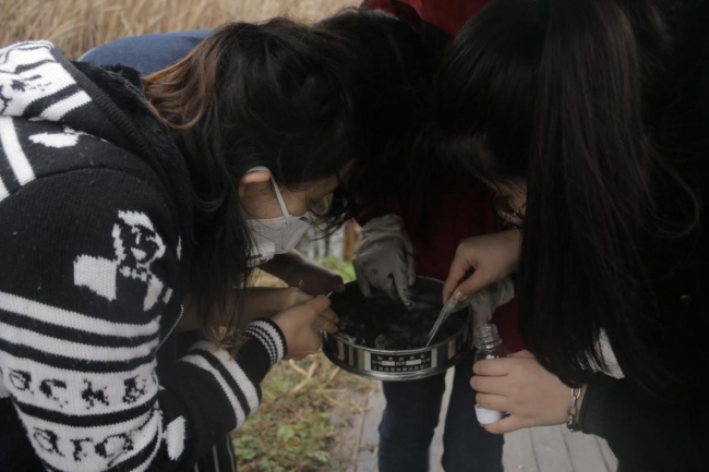 同学们在认真挑选底泥中的底栖动物